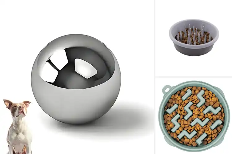 Detailed view of Best Dog Bowls For Healthy Digestion