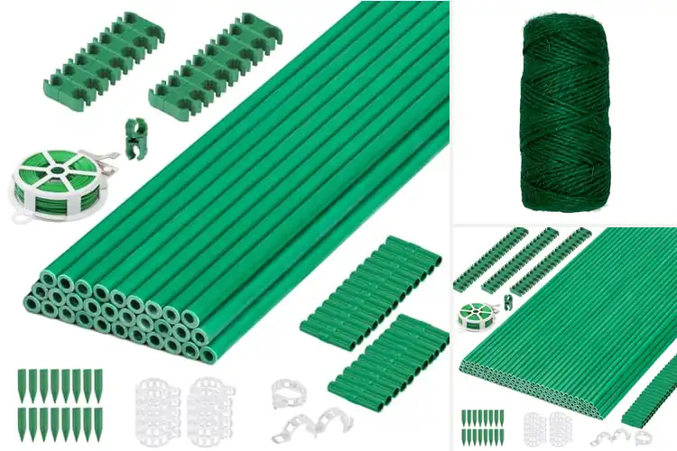 Detailed view of Best Fiber Tomatoes