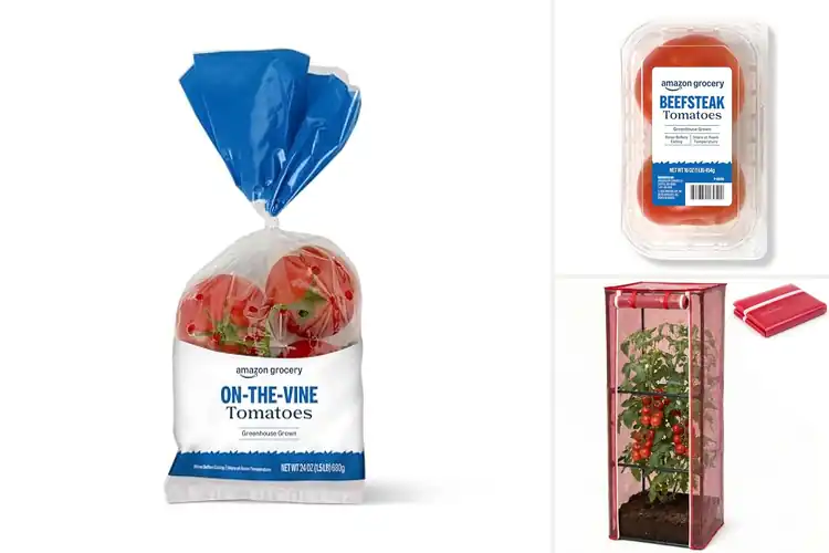 Detailed view of Best Greenhouse Tomatoes