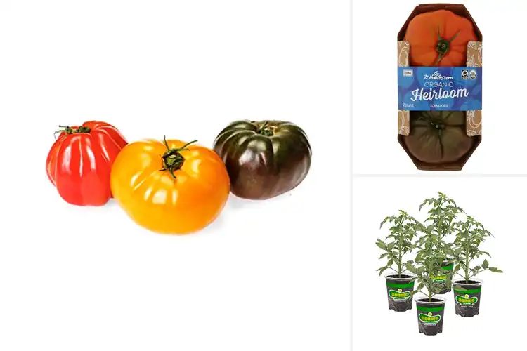 Detailed view of Best Heirloom Tomatoes for Flavorful Home Gardens