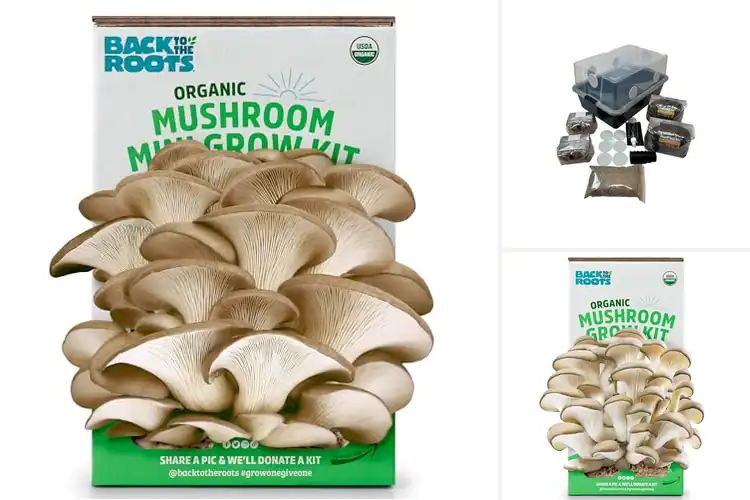 Detailed view of Best Indoor Mushroom Growing Kits