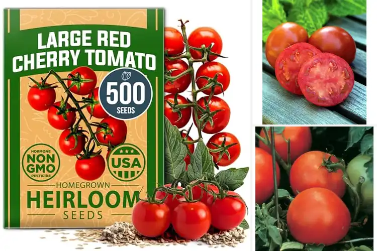 Detailed view of Best Juicy Tomatoes