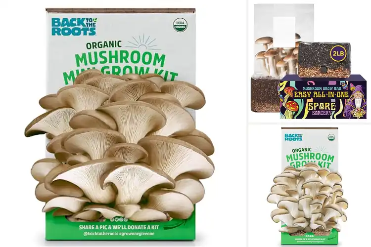 Detailed view of Best Mushroom Grow Kits