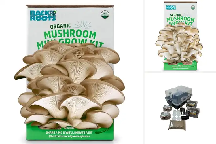Detailed view of Best Mushroom Growing Kits
