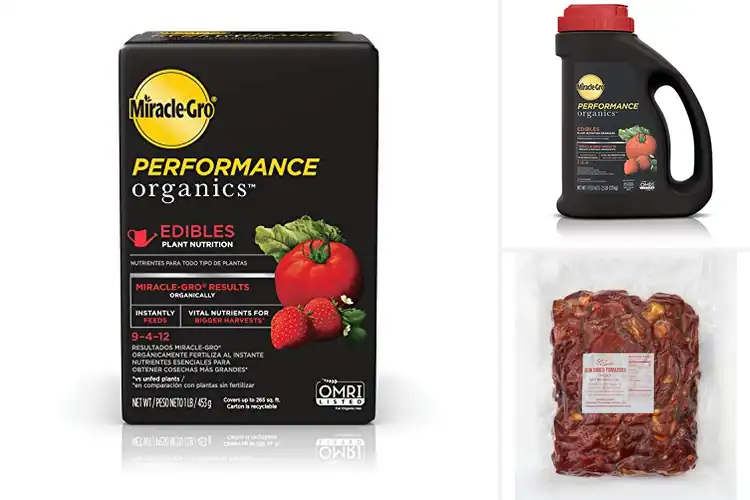 Detailed view of Best Nutritional Tomatoes: Top Picks for Health & Flavor